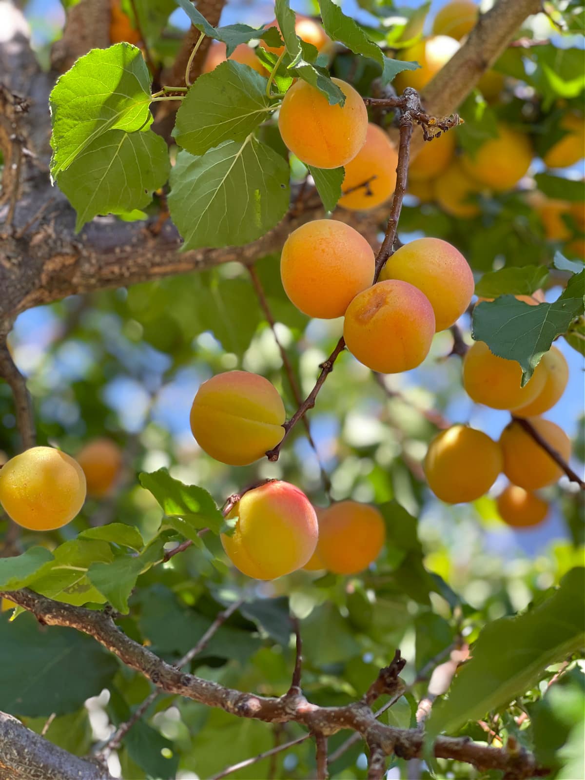 apricots growing on a tree 